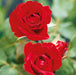 Sulphur Rose with Free Rose Royal William 5 Ltr - Plants2Gardens