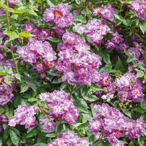 Sulphur Rose with Free Rose Veilchenblau 5 Ltr - Plants2Gardens