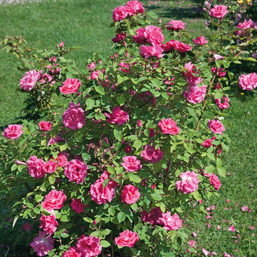 Sulphur Rose with Free Climbing Rose Zephirine Drouhin 5 Ltr - Plants2Gardens