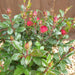 Rose Zepeti Bush - Plants2Gardens