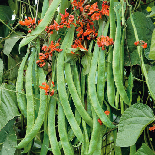 Runner Bean Medley 18 Plant Pack - Plants2Gardens