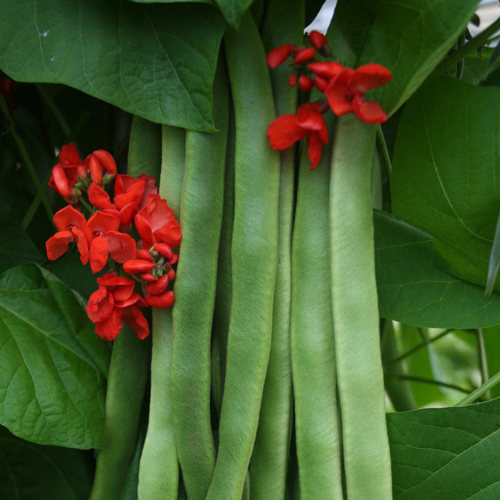 Runner Bean Medley 18 Plant Pack - Plants2Gardens