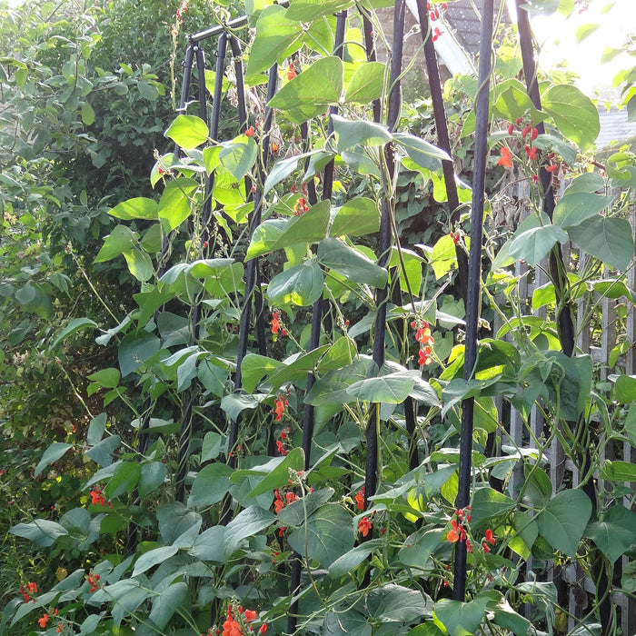 Runner Bean Medley 18 Plant Pack - Plants2Gardens
