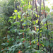 Runner Bean Medley 18 Plant Pack - Plants2Gardens