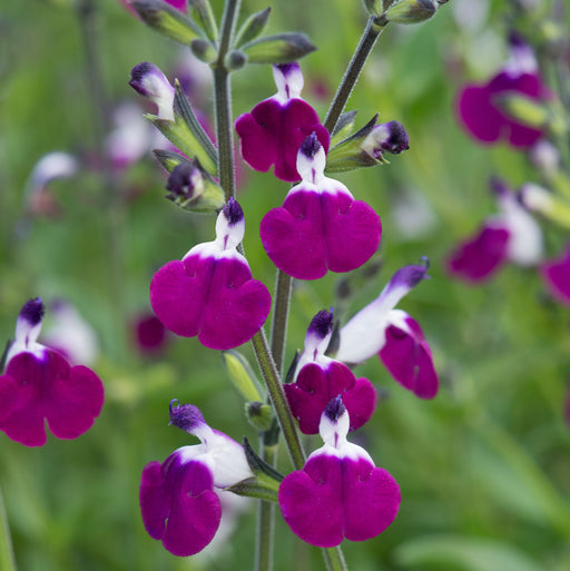 Salvia Amethyst Lips 2 Ltr - Dispatches from 10th April - Plants2Gardens