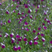 Salvia Amethyst Lips 2 Ltr - Dispatches from 10th April - Plants2Gardens