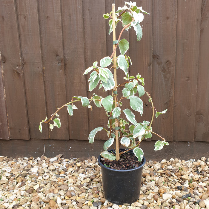 Schizophragma hydrangeoides 'Shiro Fuka Fukur' - Plants2Gardens