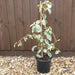Schizophragma hydrangeoides 'Shiro Fuka Fukur' - Plants2Gardens