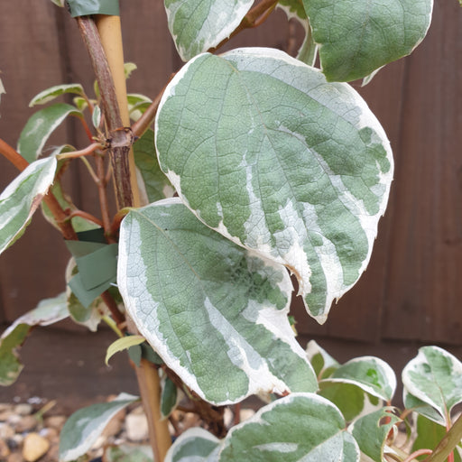 Schizophragma hydrangeoides 'Shiro Fuka Fukur' - Plants2Gardens