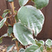 Schizophragma hydrangeoides 'Shiro Fuka Fukur' - Plants2Gardens