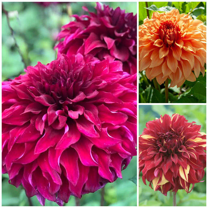 Dahlia Spartacus Collection 3 x Bare Roots - Plants2Gardens