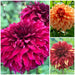 Dahlia Spartacus Collection 3 x Bare Roots - Plants2Gardens