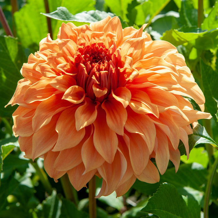 Dahlia Spartacus Collection 3 x Bare Roots - Plants2Gardens