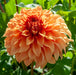 Dahlia Spartacus Collection 3 x Bare Roots - Plants2Gardens