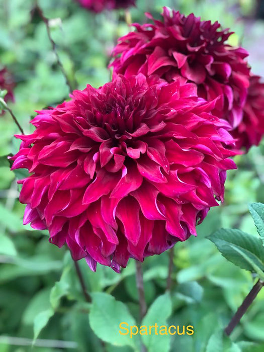 Dahlia Spartacus Collection 3 x Bare Roots - Plants2Gardens