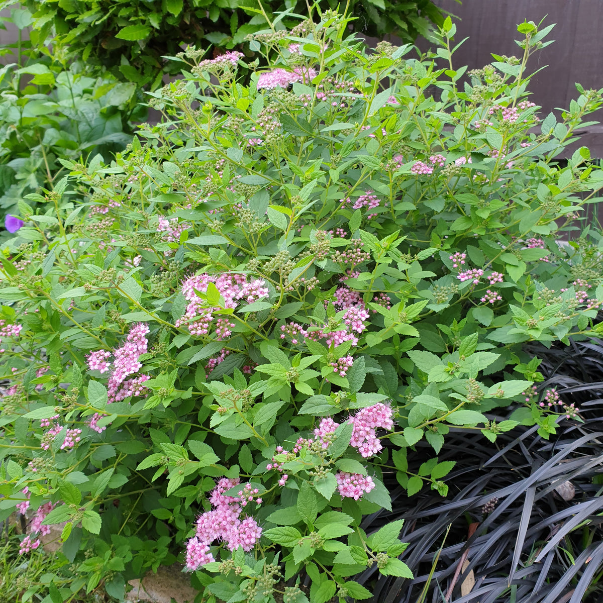 Spiraea japonica Little Princess (2 Litre) — Plants2Gardens