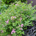 Spiraea japonica Little Princess - Plants2Gardens