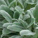 Stachys byzantina Silver Carpet - Plants2Gardens