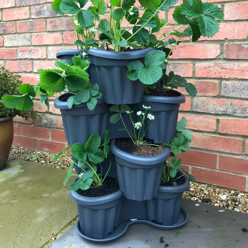Strawberry Planter and 12 Strawberry Elsanta Plants - Plants2Gardens