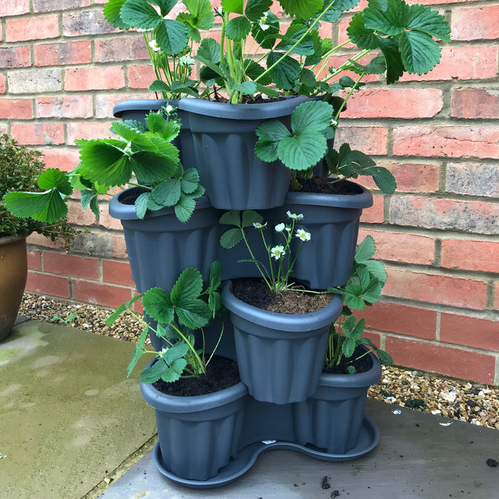 Strawberry Planter and 12 Strawberry Elsanta Plants - Plants2Gardens