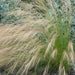 Stipa Ponytails 2 Litre - Plants2Gardens