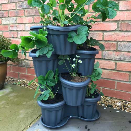 stacking planters strawberry planting pots Buy Stacking Strawberry or Herb Tower Planter Online For Only £15 —  Plants2Gardens