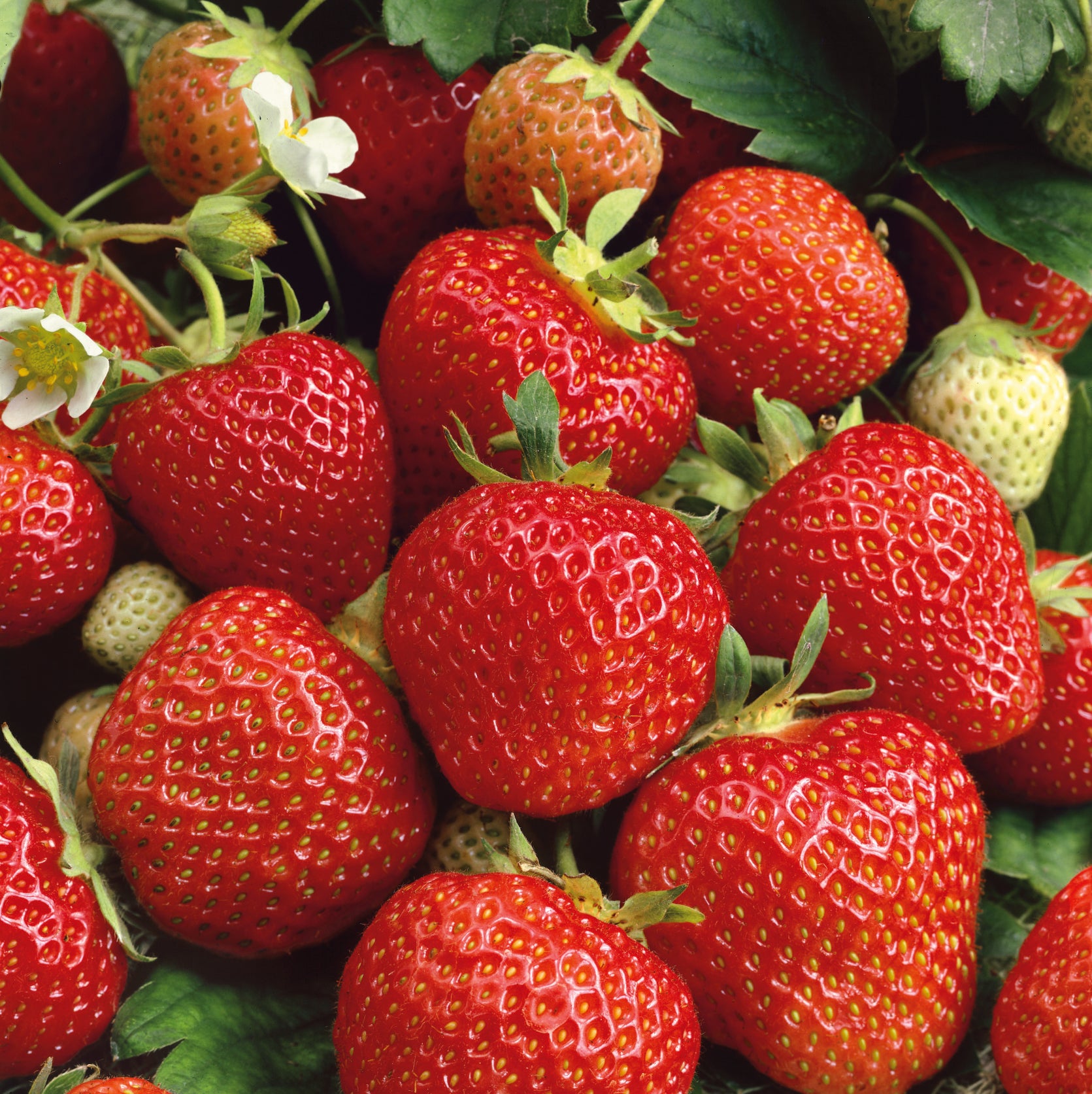 Strawberry Elsanta 3 x 2ltr Plants2Gardens