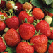 Strawberry Elsanta 3 x 2ltr - Dispatches from 13th May - Plants2Gardens