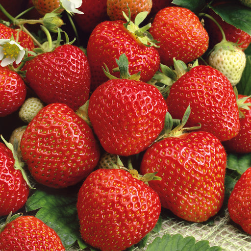 Strawberry Planter and 12 Strawberry Elsanta Plants - Plants2Gardens