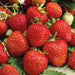 Strawberry Planter and 12 Strawberry Elsanta Plants - Plants2Gardens