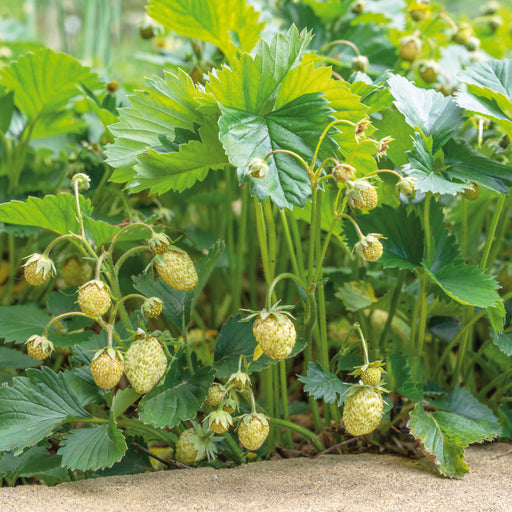 Strawberry Late Fenella 12 Plant Pack - Plants2Gardens