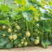 Strawberry Late Fenella 12 Plant Pack - Plants2Gardens