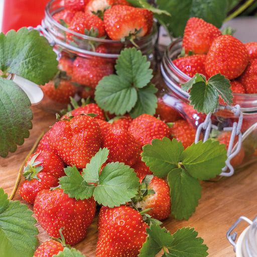 Strawberry Late Fenella 12 Plant Pack - Plants2Gardens