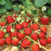 Strawberry Early Christine 12 Plant Pack - Plants2Gardens