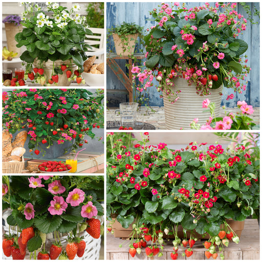 Colourful Strawberry Collection 5 x 9cm - Plants2Gardens