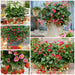 Colourful Strawberry Collection 5 x 9cm - Plants2Gardens