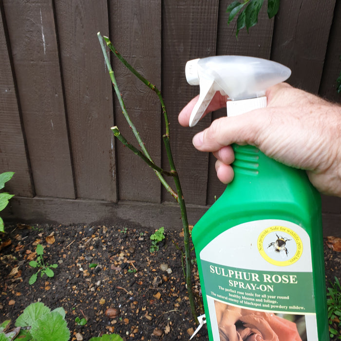 Sulphur Rose Spray and Refill - Plants2Gardens