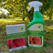Sulphur Rose with Free Rose Veilchenblau 5 Ltr - Plants2Gardens