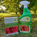 Sulphur Rose with Free Climbing Rose Zephirine Drouhin 5 Ltr - Plants2Gardens