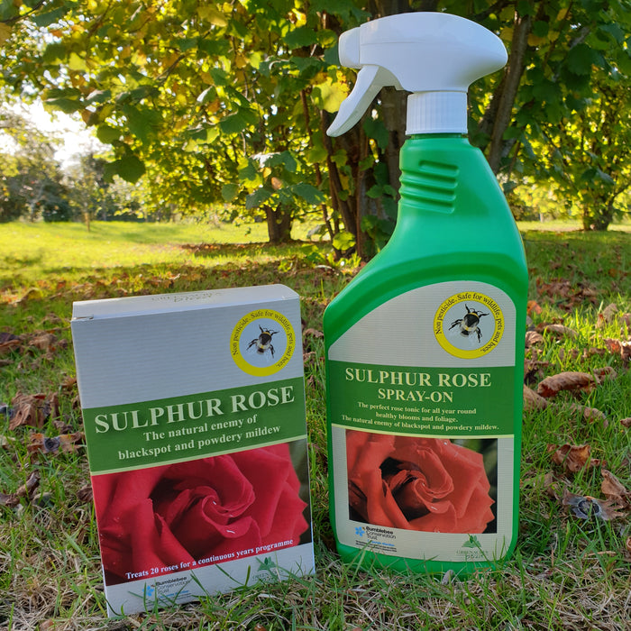 Sulphur Rose with Free Rose Royal William 5 Ltr - Plants2Gardens