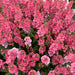 SunDiascia 12 Plant Collection - Plants2Gardens