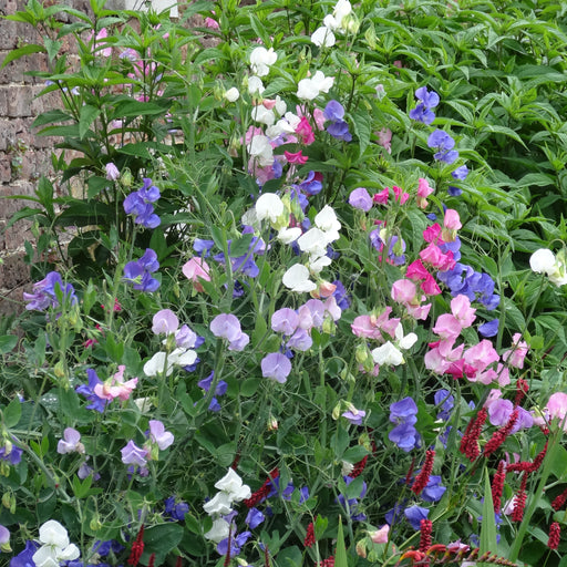 Sweet Pea Fragrant Multiflora Mix 24 Plant Pack- Despatch From WC 18th April - Plants2Gardens