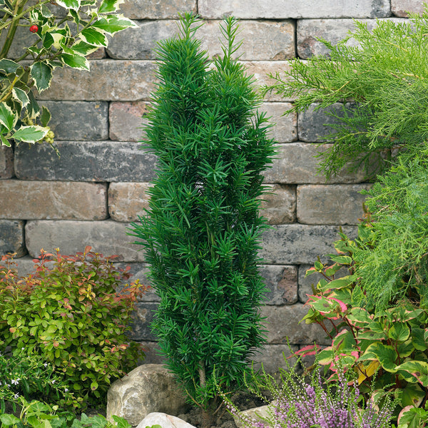 Buy Columnar Shaped Yew Tree Taxus Baccata Robusta Online For Only £22.50 —  Plants2Gardens