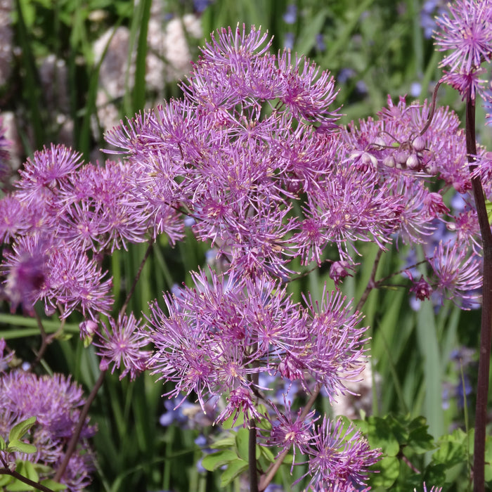 Thalictrum Collection 3 x 9cm - Plants2Gardens