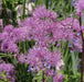 Thalictrum Collection 3 x 9cm - Plants2Gardens