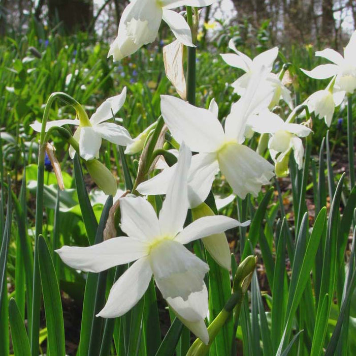 Narcissus Thalia x 20 bulbs
