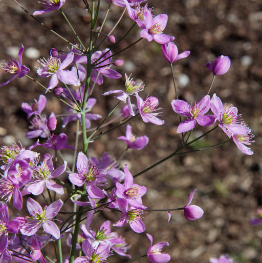 Thalictrum Collection 3 x 9cm - Plants2Gardens