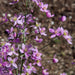 Thalictrum Collection 3 x 9cm - Plants2Gardens