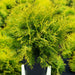 Thuja Golden Globe - Plants2Gardens