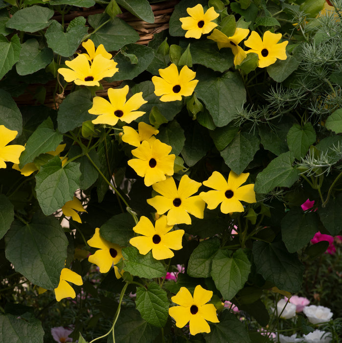 Ipomea & Thunbergia Collection 6 x 3xm